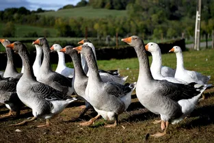 Grippe aviaire : les éleveurs de canards des Landes en plein « cauchemar »
