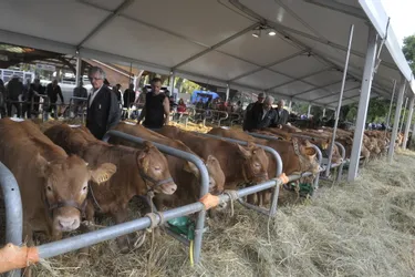 Festival de l'élevage à Brive : une vente étalon pour le veau de lait