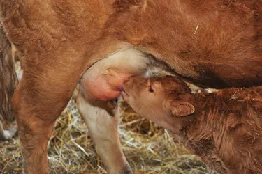 De grosses inquiétudes sur l’élevage allaitant en Haute-Loire