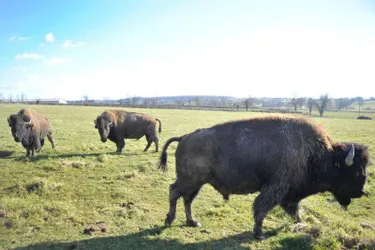 Matthieu Péron élève 190 bisons nord-américains dans le bocage. Comme une histoire d’amour
