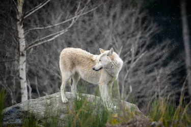 Deux jeunes loups du Mackenzie ont rejoint le parc animalier des Monts de Guéret