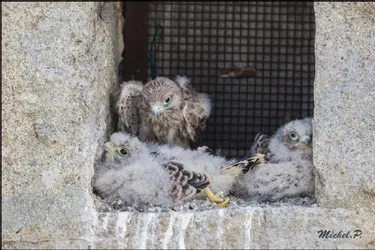 Un couple de faucons crécerelles s'installe dans les Combrailles et donne naissance à trois filles