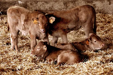 En Limousin, un projet de refuge pour animaux rescapés de l'élevage
