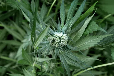 Cannabis : « Faux médoc, vraie drogue » ?