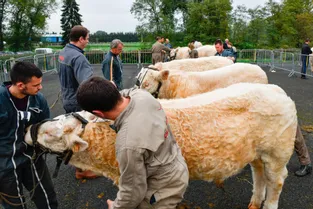 Le concours de reproducteurs charolais accueillera 170 bovins à Montluçon (Allier) ce mercredi