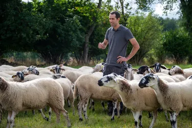 Au Sommet de l'élevage, venez rencontrer la rava, cette race ovine qui s'épanouit sur les pentes des volcans d'Auvergne