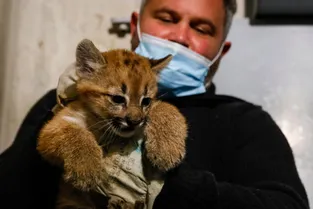 Emy, le premier puma né au parc zoologique de Paris se porte à merveille