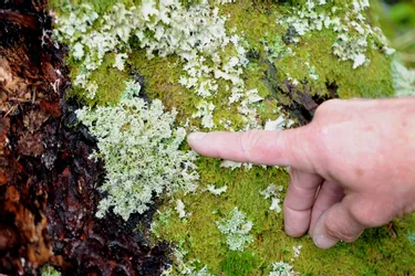 Prospectez vos forêts pour l'enquête lichen!