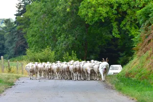 En Corrèze, des chiens protègent les brebis des attaques de prédateur