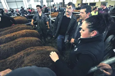 Les élevages de veaux salers primés par les juges
