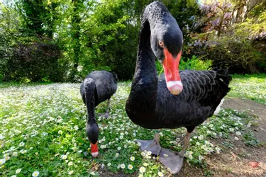 Disparition des cygnes noirs du parc Napoléon III à Vichy : une plainte pour vol déposée