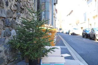 La municipalité consacre deux jours au ramassage des arbres de Noël, en ville