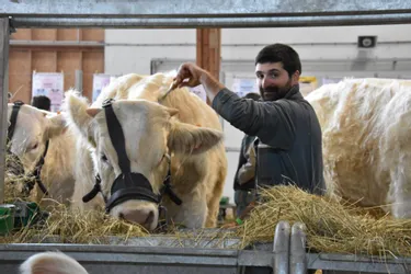 Comment les éleveurs préparent leurs charolaises pour le concours de Saint-Gervais-d'Auvergne (Puy-de-Dôme) ?