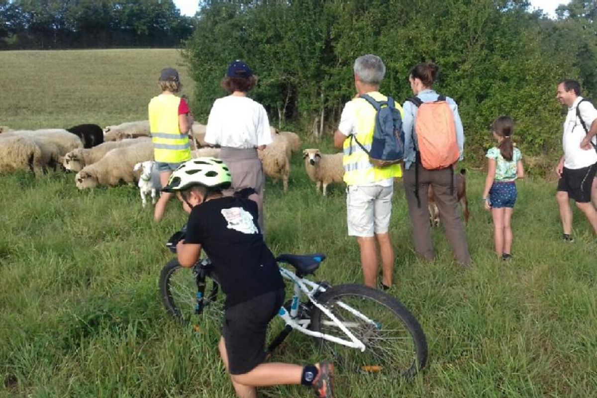 Bitry Transhumance des moutons de la bergerie des Martignons, à Bitry - Le ...