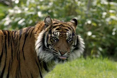 Une tigresse de Sumatra arrive au PAL