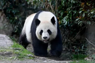 La femelle panda Huan Huan a donné naissance à des jumeaux au zoo de Beauval