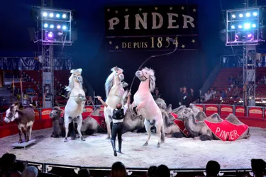 Le cirque Pinder placé en liquidation judiciaire : les spectacles prévus à Clermont-Ferrand annulés