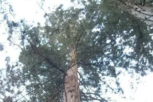 A Dampniat, on peut admirer des séquoias