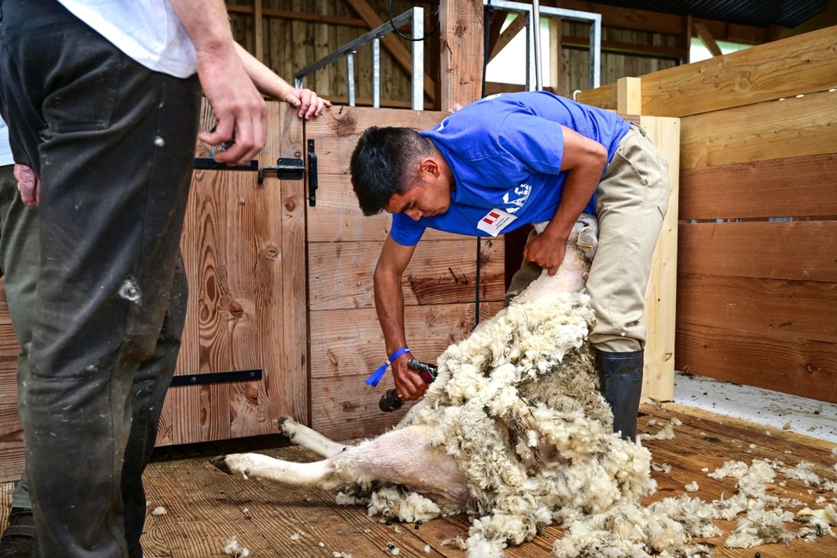 La Creuse va accueillir le championnat de France de tonte de moutons