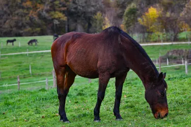Un cheval retrouvé mort à Azérables (Creuse) avec des blessures d'origine humaine