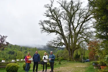 Un tilleul probablement "de Sully" est reconnu "arbre remarquable" au Monestier (Puy-de-Dôme)