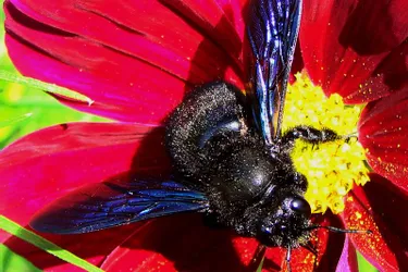 Un Tarnacois au chevet des abeilles noires