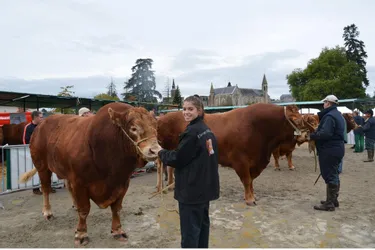 Le festival consacré à cette race bovine avait lieu le week-end dernier malgré une pluie battante