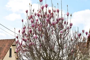 Dans les jardins de Montluçon, la floraison des arbres est en avance de deux ou quatre semaines
