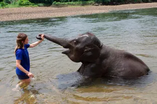 Une Briviste lance une cagnotte pour sauver une réserve d'éléphants en Thaïlande