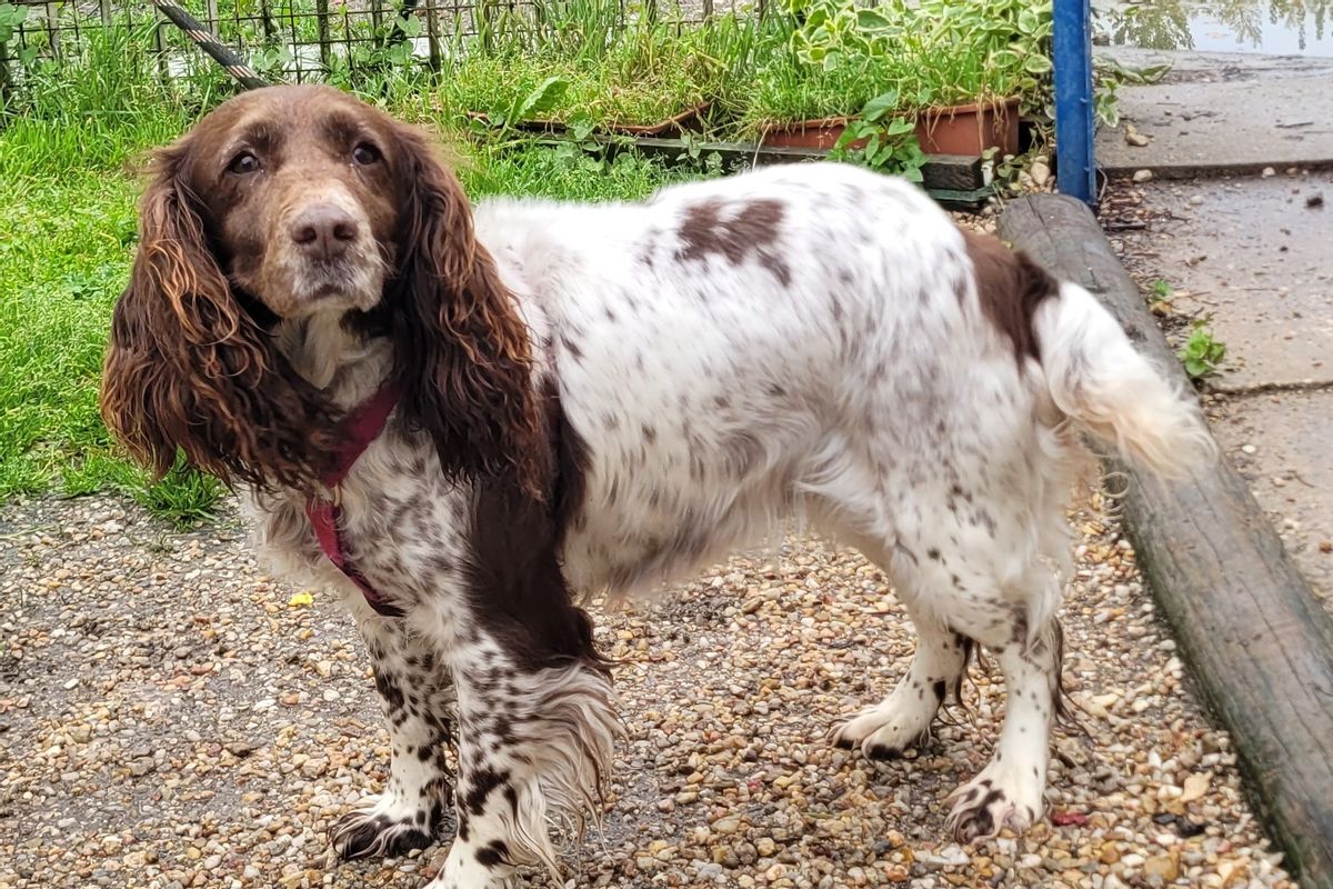 Fidèle et Arrow, deux chiens à adopter à la SBPA de Marmagne