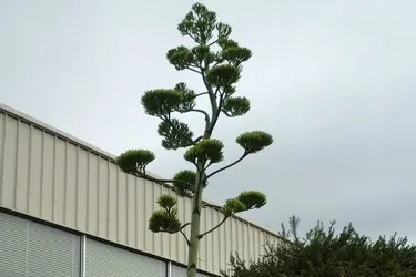 Floraison exceptionnelle d’un agave