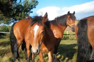 L'association nationale du cheval de race Auvergne trotte vers un nouvel objectif