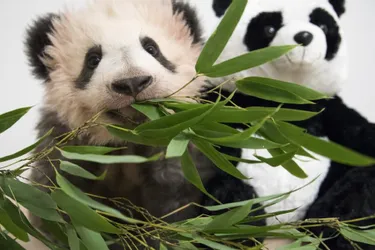 La rencontre entre le bébé panda et le public en huit tweets