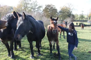 Des chevaux « sauvés » placés chez des éleveurs du Puy-de-Dôme pour sauvegarder la race auvergne