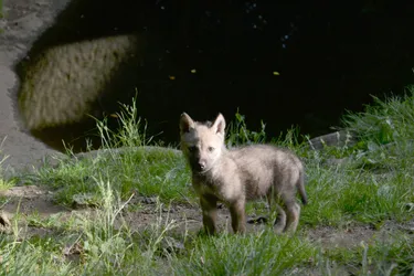 Quatre louveteaux sont nés cette année au parc aux loups de Guéret