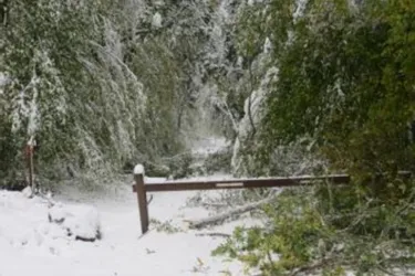 Dans le Puy-de-Dôme, la forêt de la Comté interdite au public après l'épisode neigeux