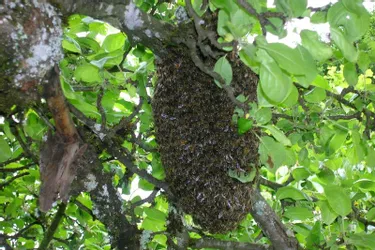 Un essaim d'abeilles bien accroché