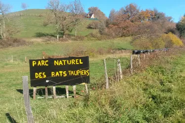 Cernés par les rats taupiers, les agriculteurs cultivent l'humour