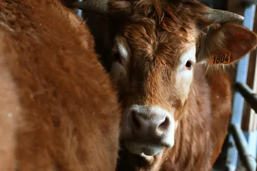 Une vache retrouvée mutilée à Végennes (Corrèze)
