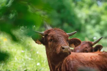 Une vache découverte morte, un impact de balle entre les yeux, à Péret-Bel-Air (Corrèze)