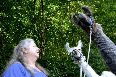 Des lamas en Corrèze : « Ce sont des bêtes magnifiques »