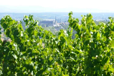 La délimitation du vignoble du saint-pourçain (Allier) devrait diminuer de moitié