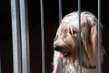 Dans le Rhône, près de 200 chiens retrouvés dans "des conditions déplorables" par les gendarmes