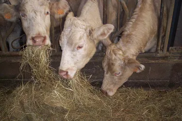 Seize vaches mortes électrocutées dans leur étable dans l'Aveyron