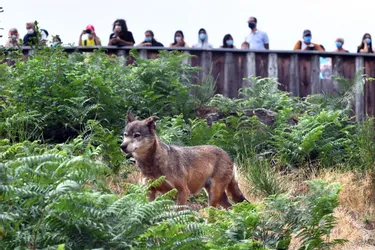 Le parc animalier des Monts de Guéret rouvre enfin ses portes après sept mois de fermeture