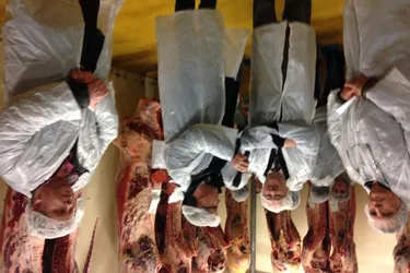 La fête du bœuf était célébrée ce week-end à l’abattoir