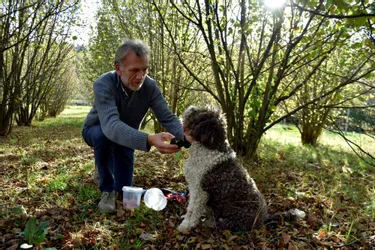 On a ramassé des truffes d'automne avec Choupette et Philippe autour d'Issoire