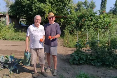 Les tomates prennent des coups de soleil à Bellerive-sur-Allier