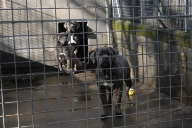 Les chiens impliqués dans la grave attaque d'une septuagénaire retirés du refuge de Bort-les-Orgues (Corrèze) et euthanasiés