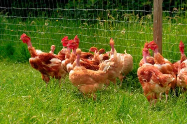 Influenza aviaire : la préfecture appelle à la vigilance, après la découverte d'un foyer à 30 km de l'Allier